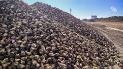 Уборку сахарной свёклы завершили во всех хозяйствах Ставрополья