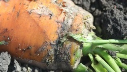 25,6 тыс. тонн тепличных овощей вырастили на Ставрополье с начала года    