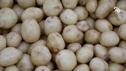 Аграрии Новоалександровского округа собрали порядка 1,7 тысячи тонн картофеля