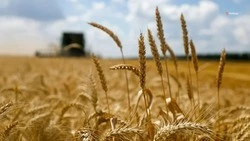 Урожай на первом месте, или Как на Ставрополье развивают и поддерживают аграрный комплекс
