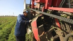 Озимые обрабатывают химудобрениями на Ставрополье для борьбы с сорняками