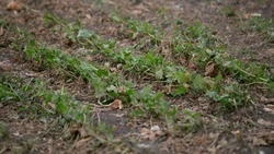 Новоалександровский округ вошёл в число лидеров региона по темпам закладки сахарной свёклы