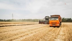Аграрии Ставрополья получат господдержку раньше срока 
