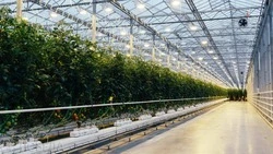 В Ставропольском крае собрали более 100 тысяч тонн тепличных овощей 