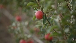 Фруктовый сад расширят в Новоалександровском округе