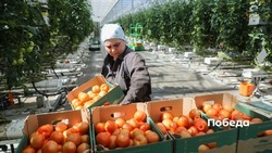 На Ставрополье вырастили больше 36 тысяч тонн тепличных овощей с начала 2022 года