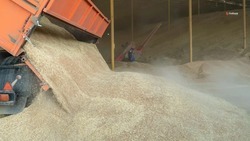 В 2021 году Ставрополье в пять раз увеличило экспорт масличных культур 
