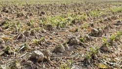 На Ставрополье продолжается уборка сахарной свёклы и кукурузы