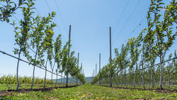 Суперинтенсивный яблоневый сад закладывают в Новоалександровском округе