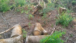 Ставрополец срубил 15 ценных деревьев ради наживы