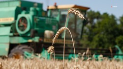 Один день весь год кормит: как аграрии Ставрополья собирают урожай озимой пшеницы