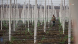 Ещё 35 га суперинтенсивных садов закладывают в Новоалександровском округе