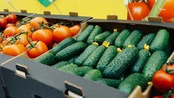 Площади для посева овощей открытого грунта увеличили на Ставрополье
