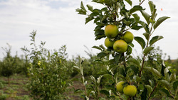 В Новоалександровском округе заложили 11 суперинтенсивных яблоневых садов