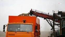 Урожай сахарной свёклы собирают на Ставрополье