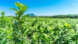Ставропольские аграрии получат более 4,5 миллиарда рублей господдержки