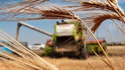 Растениеводам Новоалександровского округа выдали господдержку на страхование урожая